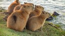 Capybara-Familie am Wasser
