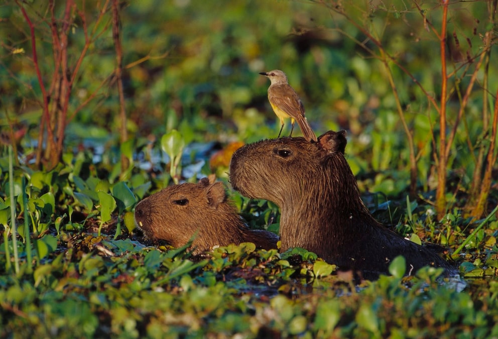Capybaras and birds in a symbiosis in the water