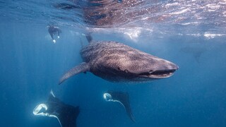 Walhai und Rochen vor der Küste von Isla Mujeres in Mexiko