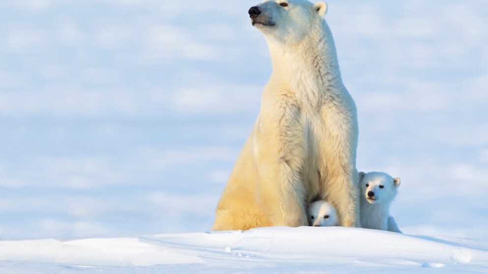 Eisbär mit Jungen (Ursus maritimus) in der Abendsonne im Wapus-Nationalpark