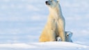 Eisb&auml;r mit Jungen (Ursus maritimus) in der Abendsonne im Wapus-Nationalpark