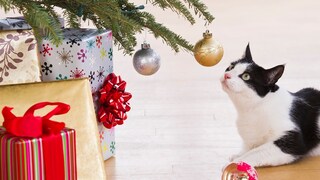 Katze sitzt vor Weihnachtsbaum mit zerbrochener Glaskugel auf dem Boden