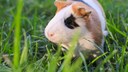 Meerschweinchen im Gras