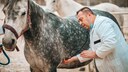 Tierarzt tastet Bauch eines Pferdes ab