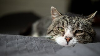 Pankreatitis bei Katzen