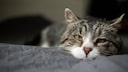 Pankreatitis bei Katzen