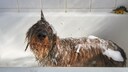 hund badet