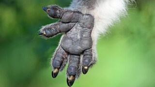 Hand eines Koalas