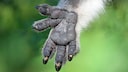 Hand eines Koalas