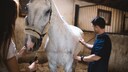 Pferd wird am Bauch untersucht