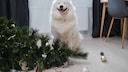 Hund sitzt neben einem umgefallenem Weihnachtbaum