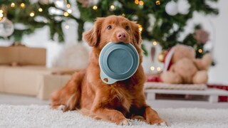 Hund mit Napf im Maul vor einem Weihnachtsbaum