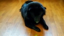 Hund der Rasse Schipperke schaut auf gr&uuml;nem Laserpointer