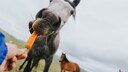 Pferd frisst M&ouml;hre