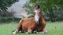 Altes Pferd liegt auf einer Weide