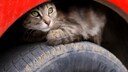 Katze auf Autoreifen