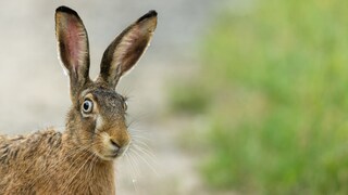 Hase