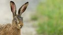 Hase
