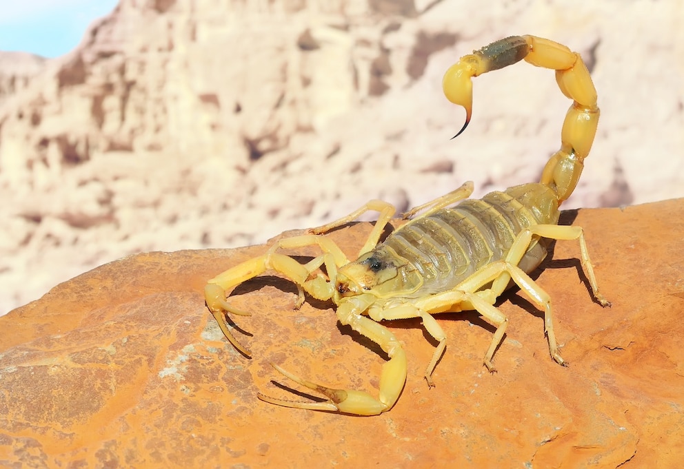 Gelber Mittelmeerskorpion (Leiurus quinquestriatus) auf rotem Sandstein