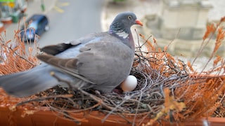 Taube sitzt auf Nest mit Eiern auf Balkon