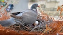 Taube sitzt auf Nest mit Eiern auf Balkon