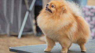Zwergspitz auf Hundeausstellung