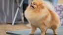Zwergspitz auf Hundeausstellung
