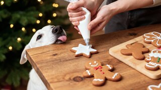 Auch Hunde lieben Plätzchen, doch viele Zutaten darin sind für die Vierbeiner giftig. Zum Glück lassen sich Hundekekse auch einfach selbst backen.