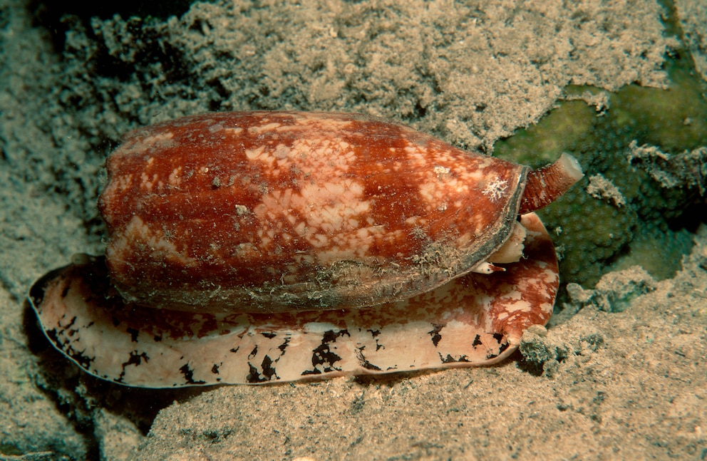 Landkarten-Kegelschnecke (Conus geographus) unterwasser