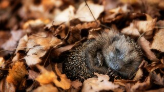 Igel eingekullert im Laub