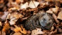 Igel eingekullert im Laub