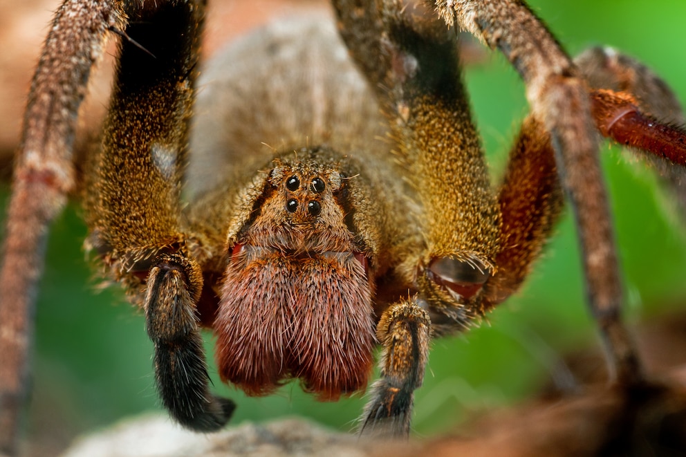 Weibliche Bananenspinne (Phoneutria) frontal in Nahaufnahme