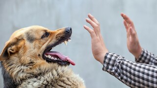 Deutscher Schäferhund droht, weil zwei Hände auf ihn gerichtet sind