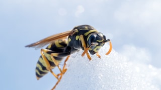 Wespe im Frühjahr auf Schnee