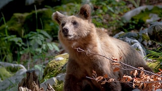 Braunbären (Ursus arctos) gibt es in fast ganz Europa – doch in Italien existiert eine spezielle Population, besonders zahmer Tiere, die wahrscheinlich durch das Jahrhunderte lange Zusammenleben mit Menschen entstand (Symbolbild).