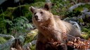 Braunb&auml;ren (Ursus arctos) gibt es in fast ganz Europa &ndash; doch in Italien existiert eine spezielle Population, besonders zahmer Tiere, die wahrscheinlich durch das Jahrhunderte lange Zusammenleben mit Menschen entstand (Symbolbild).