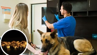 Schäferhund beim Tierarzt mit Röntgenbild
