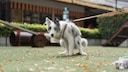 Hund macht auf eine Wiese