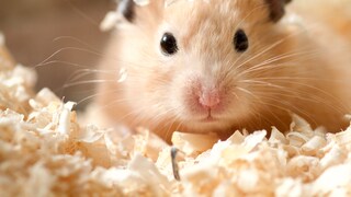 Hamster in hoher Einstreu vor dem Winter