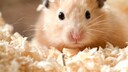 Hamster in hoher Einstreu vor dem Winter