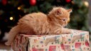 Oranges K&auml;tzchen liegt auf Geschenk unter dem Weihnachtsbaum
