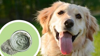 Hund Heilerde