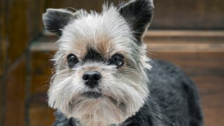 Yorkshire Terrier, der unglücklich aussieht