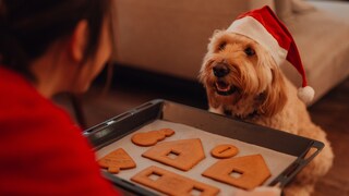 Hund mit Weihnachtsmütze schaut auf Backblech mit Keksen
