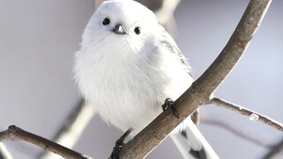 Japanische Schwanzmeise auf einem Ast