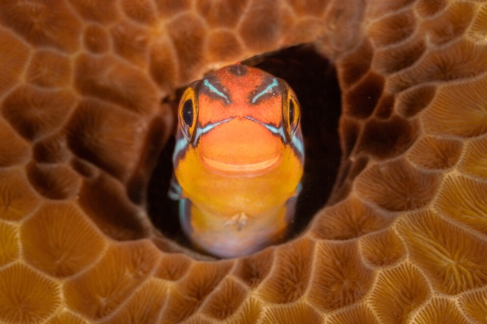 Bluestreak cleaner wrasse (Plagiotremus rhinorhynchos) smiling at the camera