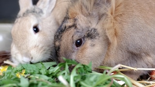Zwei Kaninchen mümmeln Löwenzahn