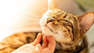 Katze, die am Kinn gekrault wird