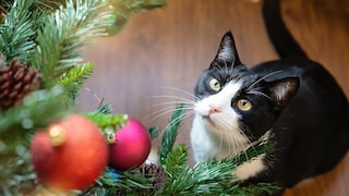 Schwarz-weiße Katze sitzt auf Boden und schaut gespannt hoch zum Weihnachtsbaum