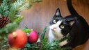 Schwarz-wei&szlig;e Katze sitzt auf Boden und schaut gespannt hoch zum Weihnachtsbaum